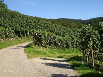 csm_pfalz_radfahrer-gleisweiler_a20e255d64