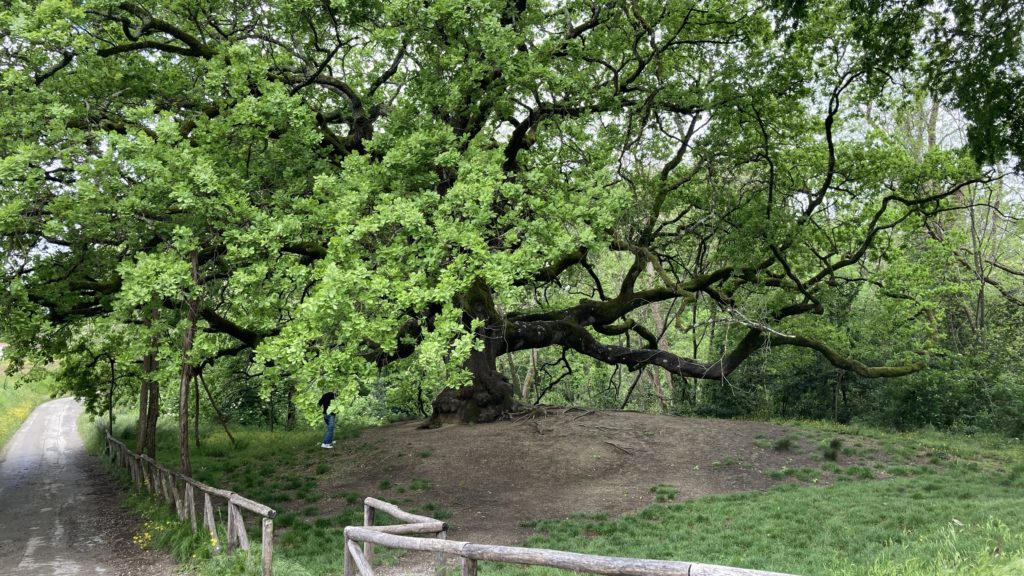 Quercia delle Streghe Randonnée di Pinocchio